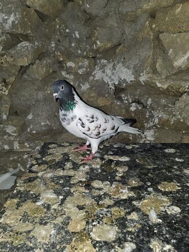 Bülbüllər: Müxtəlif rənglərdə iki göyərçin təklif olunur. Biri gənc, qəhvəyi, boz — 16