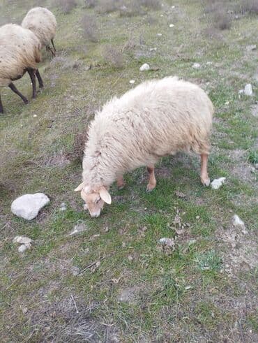 saanen keçisi satılır: Qoyunlar, qoçlar — 4