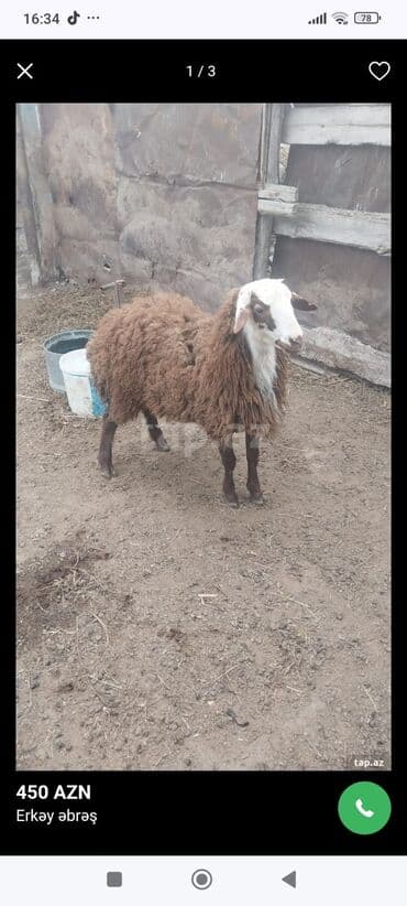Inəklər, öküzlər: Məhsul: Erkək əbrəş qoyun - Cins: Əbrəş (yerli uzun yunlu tip) - — 2