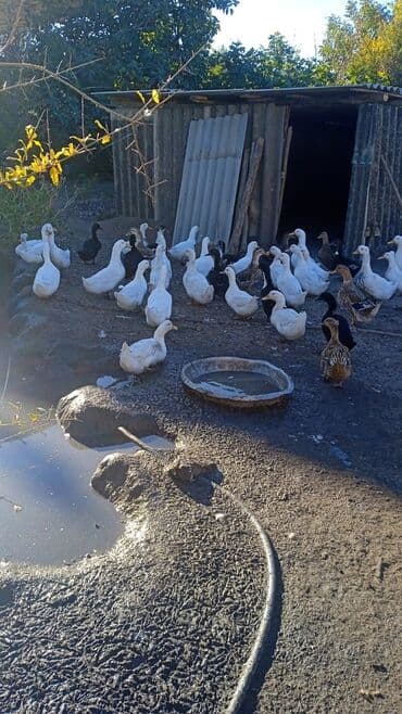ördək balası və cücə: Satlıq ördəklər – təsərrüfatdan - Növ: qarışıq ev ördəkləri (ağ, qara — 1