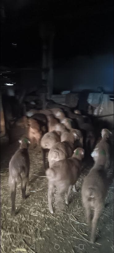 K/t heyvanları üçün mallar: Quzu — 3