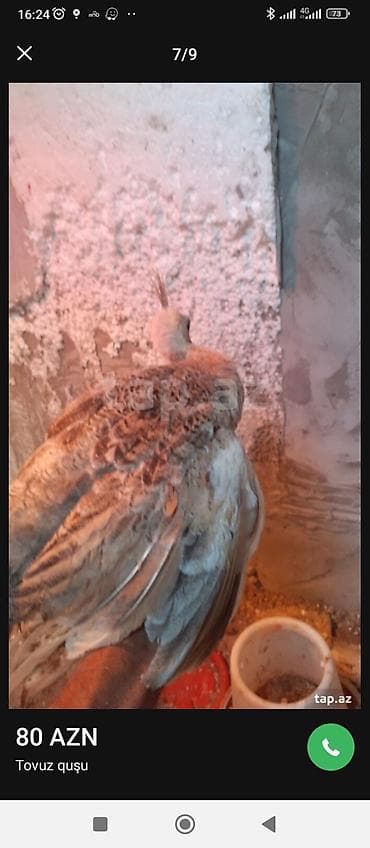 it yemi: Tovuz quşu balası (paun cücəsi) - Növ: Tovuz quşu (peafowl) – gənc — 3