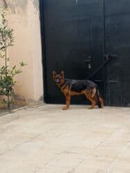 Akvariumlar: Alman çoban iti, 1 il, Dişi — 1