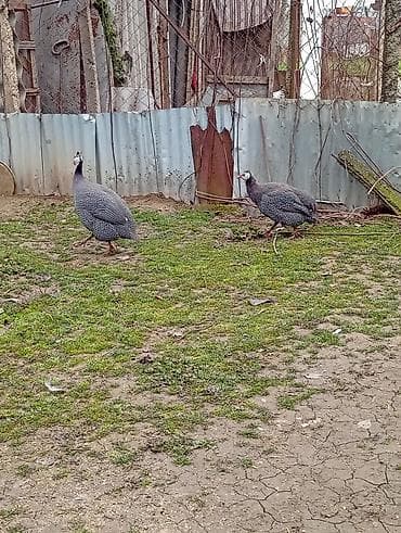 korella quş: Erkey fərə firəng toyuğlari cutu 35azn,unvan Şamaxi. Pintadyan — 3