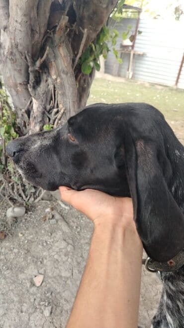 çubus it: Курцхаар, 6 месяцев, Самка, С прививками, Самовывоз, Платная доставка — 1