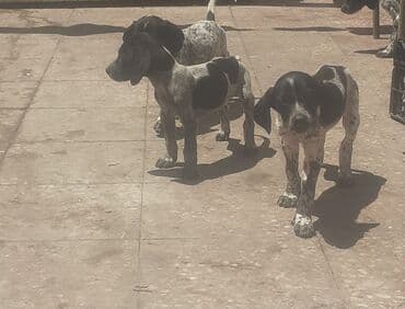 it şəkilləri: 3 месяца, Самка, С прививками, Самовывоз, Платная доставка, Доставка в районы — 2