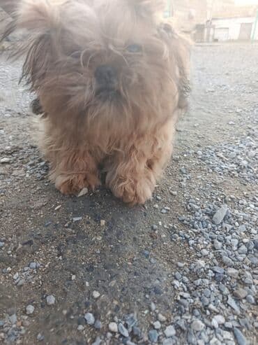 bakıda it satışı: Pudel, 8 ay, Erkek, Peyvəndli, Pulsuz çatdırılma — 6