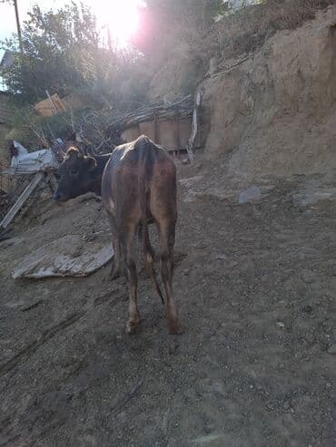dana satişi: Məhsul: İnək və buzovlar Təsvir: - Fotoşəkillərdə qara-ağ rəngli — 3