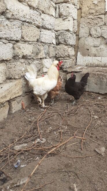 cins ineklerin qiymeti: Ağ rəngli tek xoruz satılır sahibinden. ünvan Maştağa çatdırılma — 5