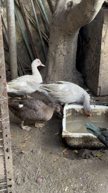 cins ineklerin qiymeti: Erkeyler 45 manat fereler 35 manata istiyen olsa vacapda elaqe — 3