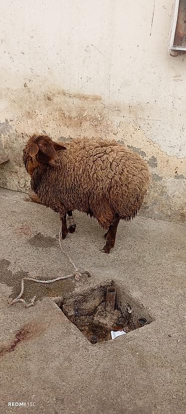 Pişiklər: Qoyun – yerli cins, qəhvəyi rəngli, uzun və sıx yunlu. qala dişi — 7