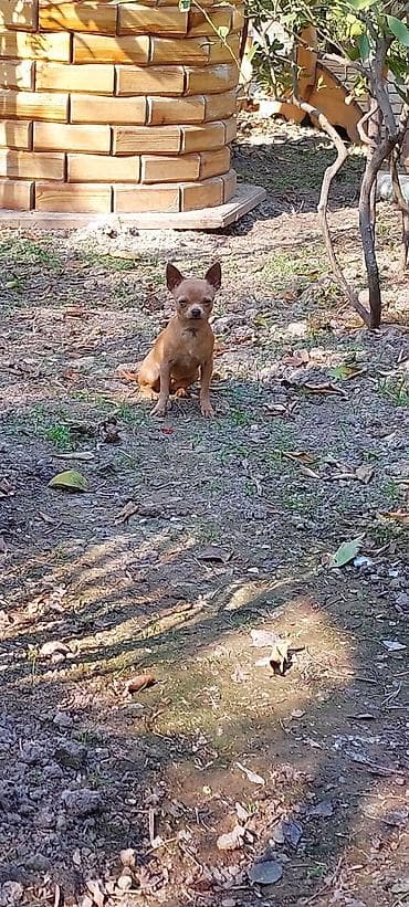 kreditle heyvan satisi: Çixuahua — 4