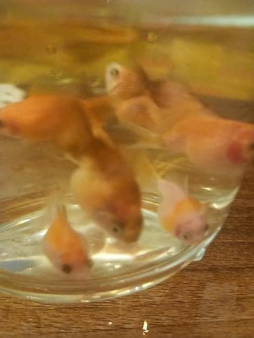 Balıqlar: Qızıl balıq, Sülhsevər — 2