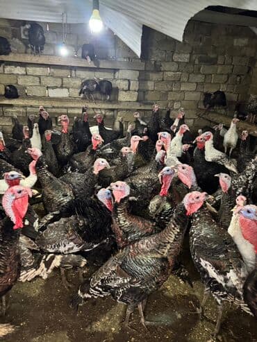 K/t heyvanları və malları: Məhsul: Hinduşka sürüsü Təsvir: - Şəkillərdə gördüyünüz damazlıq — 3