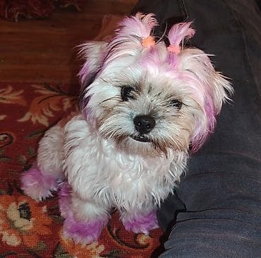 dekorativ daş: Şirin, kiçik ölçülü, uzun tüklü it - Cins: kiçik dekorativ tip — 2