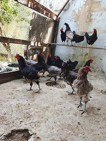quş xana: 22 toyuğ 2 dənə Beçə 6 hinduşqa ((3 aylığdılar)) 1 ana Hinduşqa 1 — 3