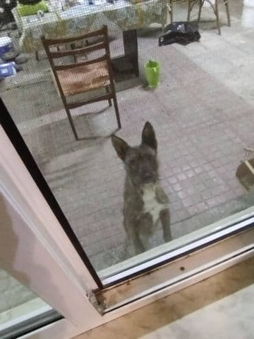 Kia: Zvonok, 7 ay, Dişi — 2