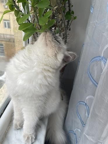 ev pisiyi satisi: Dişi, Yaxşı əllərə, Ünvandan götürmə — 4