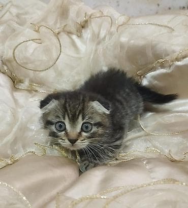 heyvan pişik: Britan, Dişi — 2