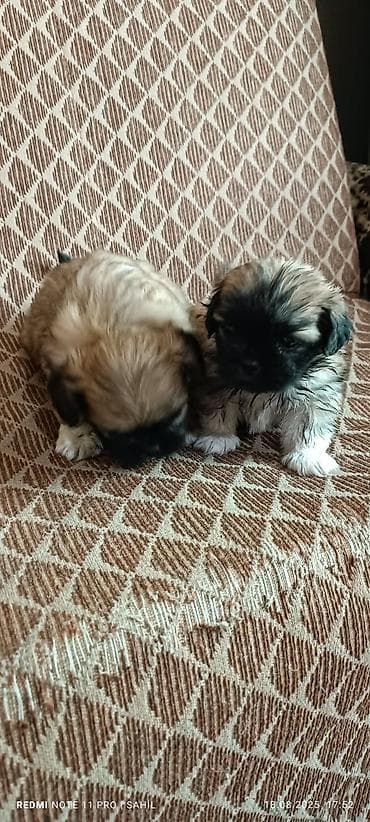 gence pisik: Pekines, 2 ay, Dişi — 4