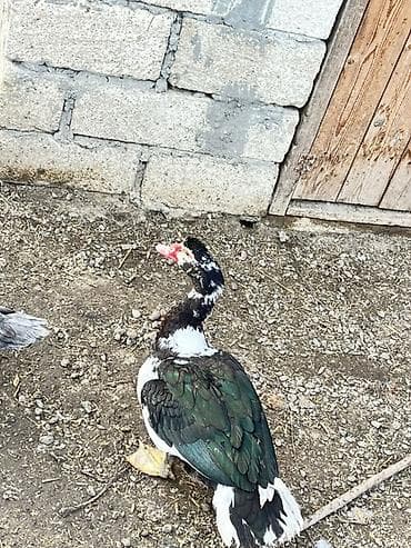 çau çau satılır: Zumurud erkey bala disi bala birde cut satlir real alciyla razlasmag — 3