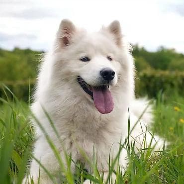 cins heyvanlar: Samoyed, 4 ay — 2