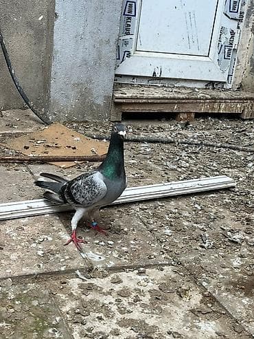 İki erkey iki maya göylər satılır super heyvanlardı