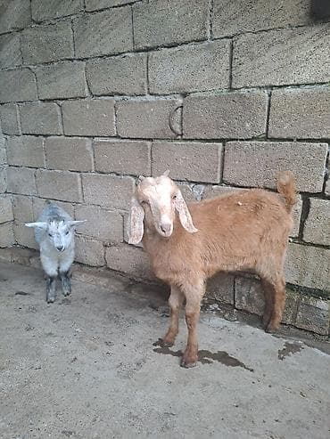 Disi Sane erkey lubiyan