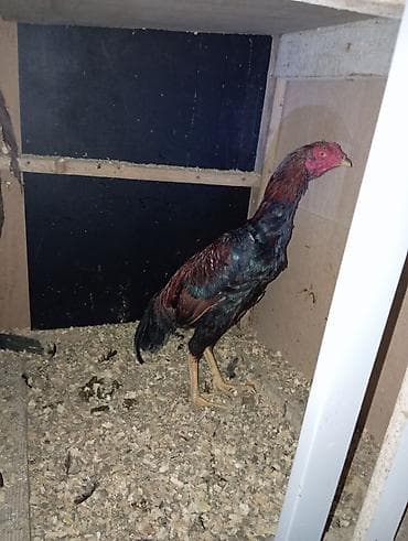 Salam. Güclü cinsi olan bece satıram usullu heyvanin balasıdır