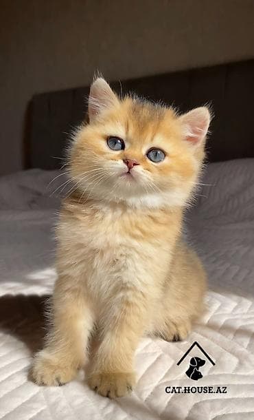 lalafo pisikler: Qızıl şinşilla — 1