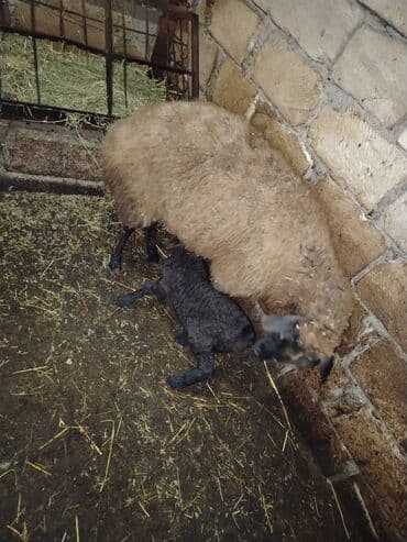 qoyun qiymətləri 2024: Qoyun və quzu satılır - Qoyunlar: yerli növ, uzun yunlu, yaxşı ana — 2