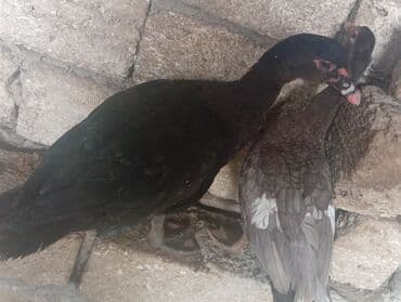 kənd cucələri: Erkək, | Lal ördək, Ətlik, Ünvandan götürmə — 5