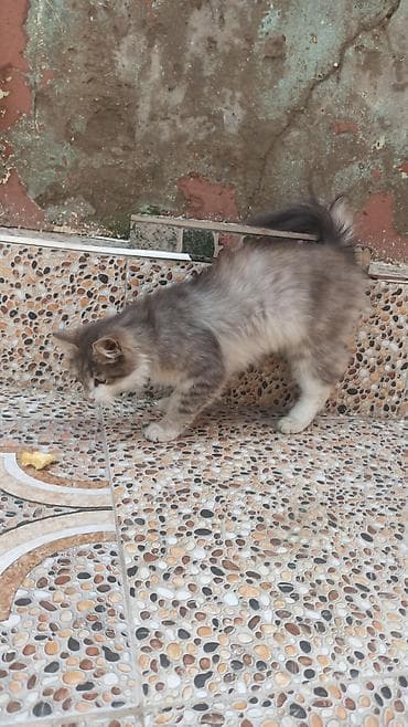 lalafo pisik: Uzun tüklü, boz-ağ rəng çalarda, yaşıl gözlü ev pişiyi. Yumşaq, sıx — 2