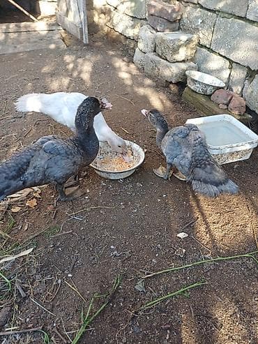 at şəkilləri: Erkək, | Macar, Damazlıq, Ünvandan götürmə — 1