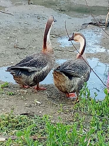 qaz şəkli: Məhsul: Qaz cütlüyü (Sibiryak/Çin qozboyun tipli) Təsvir: - — 2