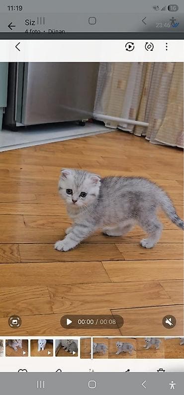 Pişiklər: Britan yastı qulaq, Erkək, Dişi, Yaxşı əllərə, Ünvandan götürmə, Ödənişli çatdırılma — 1