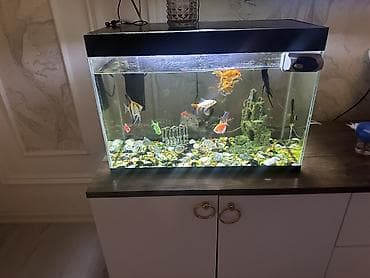 akvarium baki: Akvaryum komplekti - Şüşə akvaryum, düzbucaqlı forma, üst qapaqlı. - — 2