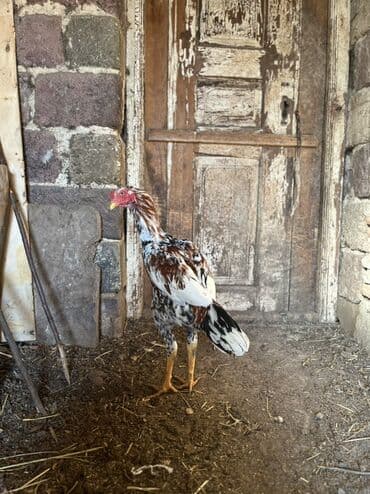 K/t heyvanları və malları: 7 ayna təzə keçib təzə təzə qığıldanır ayılmıyıf hələ real alan zəng — 2