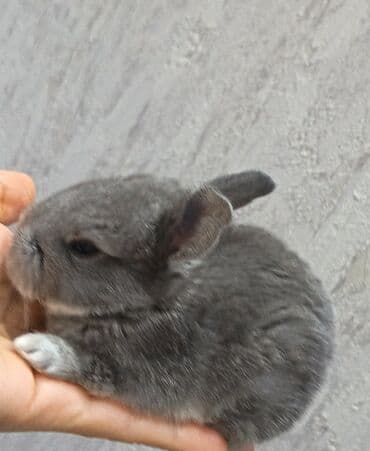 dovşan qiymətləri: Dovşanlar — 2