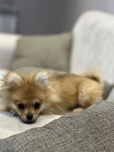 alabaý itleri: Şpitz — 8