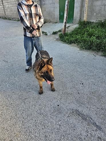 tovuz qusu yumurtasi: Alman çoban iti, 11 ay, Dişi, Ünvandan götürmə — 3