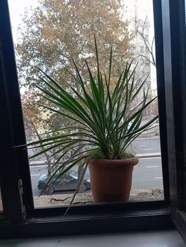 pavlovniya ağacı: Qiymət:razılaşma ilə — 4