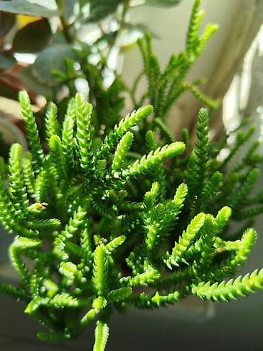 etotu bitkisi: Otaq bitkisi – sukulent tipli, sıx budaqlı, parlaq yaşıl iynəvari — 1