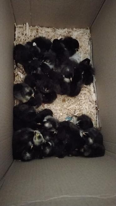 Грызуны: Məhsul: Cücələr (qara tüklü, sinə və qarın nahiyəsində ağ ləkəli) — 6