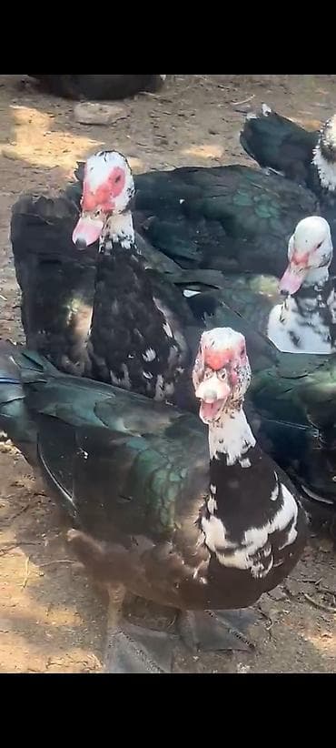 Quşlar: Digər quşlar — 2