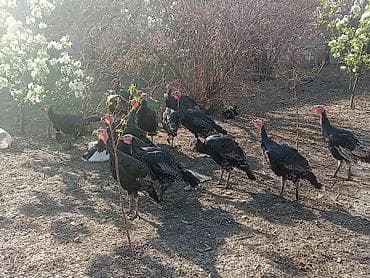 etlik inek cinsleri: Erkək, Ətlik — 5