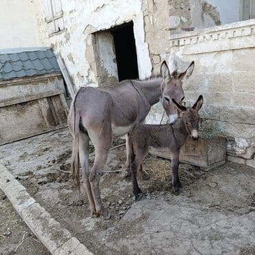 ESSEK SUDU SATIRAM TEMIZ PEYVENDLI HEYVANDI ISTEYEN yigsin yazin