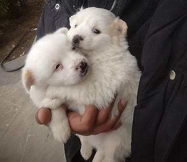 Şpitz, 1 ay, Erkek, Sənədli, Ödənişli çatdırılma