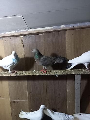 goyercin satilir: 3 ədəd əbrəş 2 mayadı 1 bir erkəy sağlam bal verən quşlardı sarı — 7