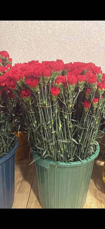 gülü: Qerenfil gul satisi .en az 100 eded satilir 0.50 qep — 3